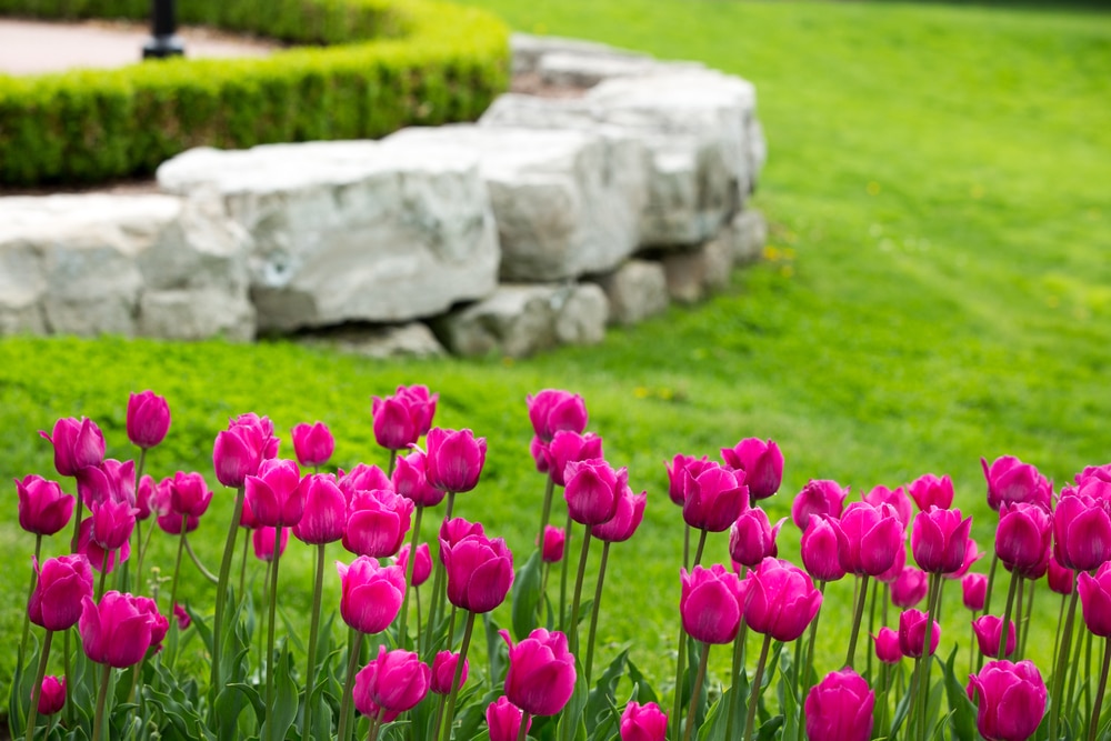 Enrochement décoratif dans un jardin